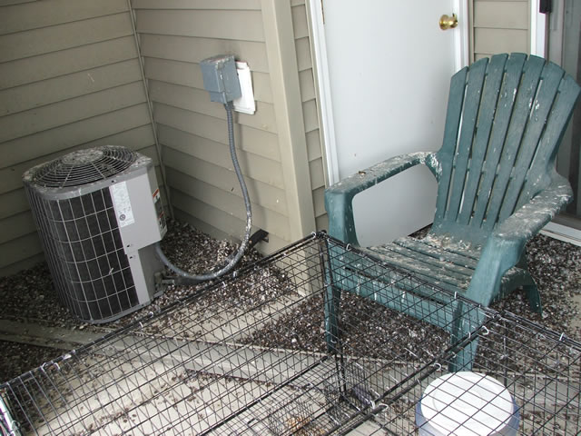 Allstate Animal Control, pigeon droppings covering balcony
